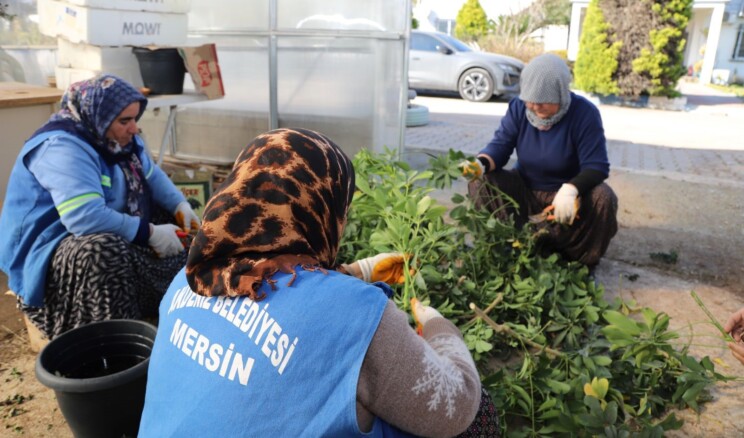 Akdeniz Belediyesi seralarda bitki üretimini arttırdı