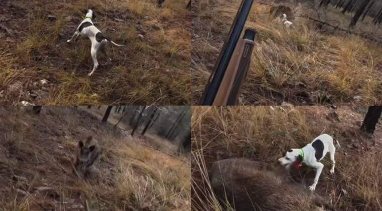 Mersin’de av sırasında domuz saldırısı kamerada