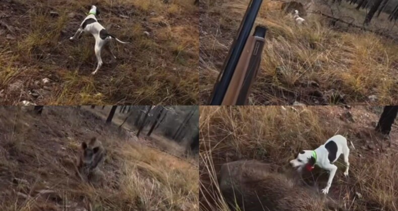 Mersin’de av sırasında domuz saldırısı kamerada