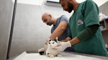 Mersin’de sokak kedileri için yeni merkez hizmete girdi