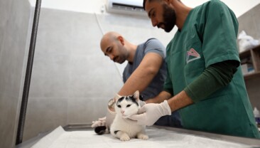 Mersin’de sokak kedileri için yeni merkez hizmete girdi