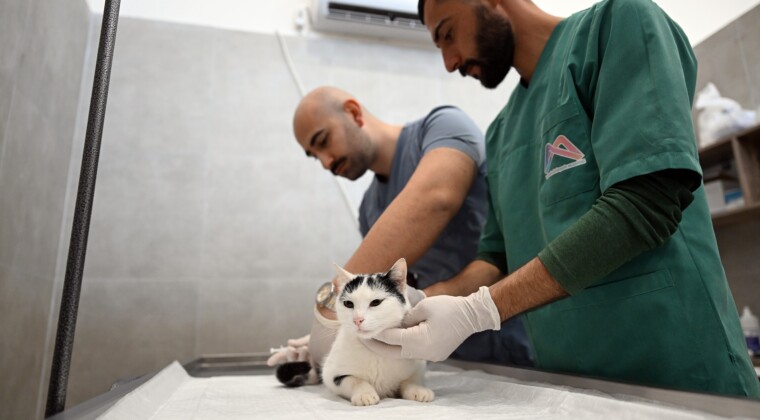 Mersin’de sokak kedileri için yeni merkez hizmete girdi
