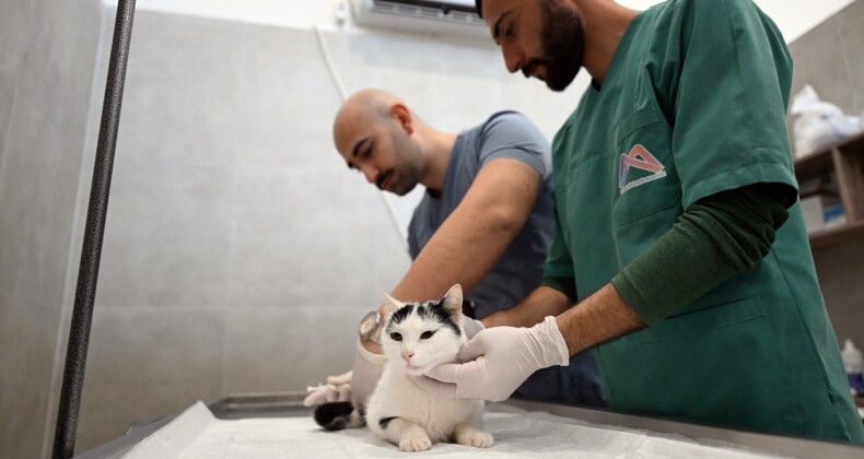 Mersin’de sokak kedileri için yeni merkez hizmete girdi