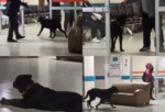 Hastane koridorlarında dolaşan köpek tedirgin etti
