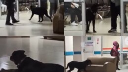 Hastane koridorlarında dolaşan köpek tedirgin etti