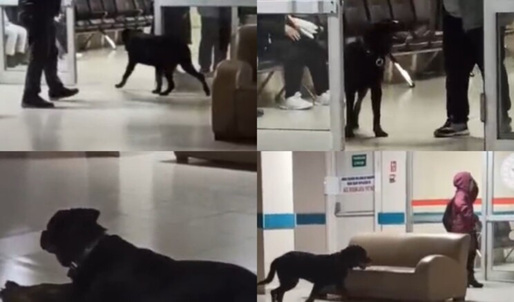 Hastane koridorlarında dolaşan köpek tedirgin etti