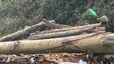 Mersin’de sansar ailesi görüntülendi