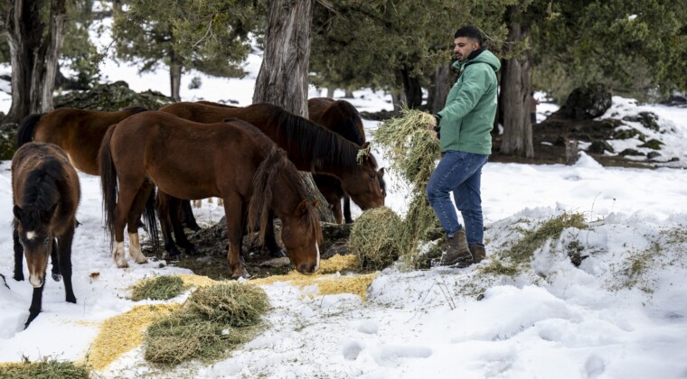 Toros Dağlarındaki yılkı atları ve yabani hayvanlar unutulmadı