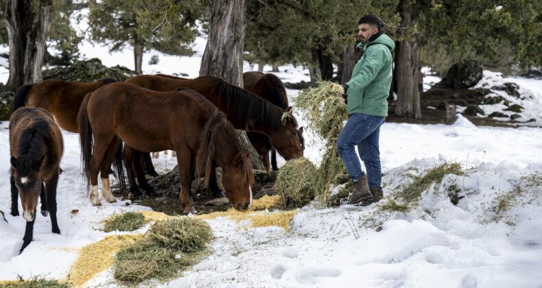Toros Dağlarındaki yılkı atları ve yabani hayvanlar unutulmadı