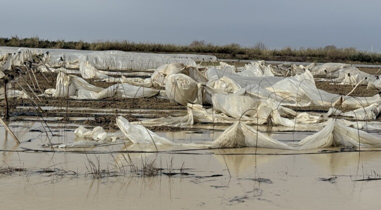 Tarsus’ta yağmur ve fırtına etkili oldu, seralar zarar gördü