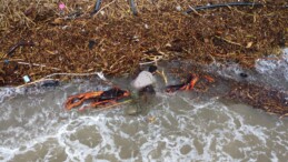 Sel sonrası ‘milyonluk’ yazlıkların önünde ‘ekmek’ mücadelesi