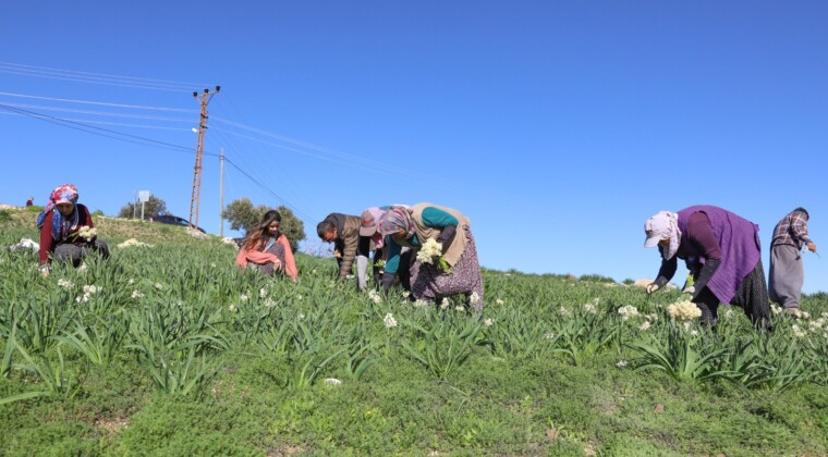 Mersin’de atıl araziler nergisle değerlendi, üretim 10 kat arttı