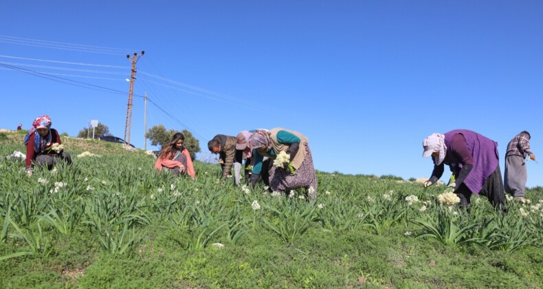 Mersin’de atıl araziler nergisle değerlendi, üretim 10 kat arttı