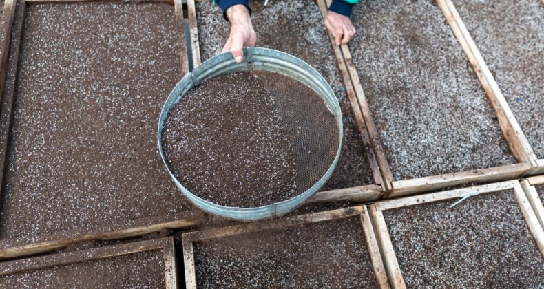 Mersin’in geleceği bu havzada yeşeriyor Yenişehir’de ‘Ekolojik Tarım’ hamlesi 10 bin tıbbi ve aromatik bitki toprağa ekildi