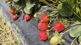 Mersin’de açıkta çilek hasadı başladı: İç pazarda kilogramı 65 ile 75 TL arasında