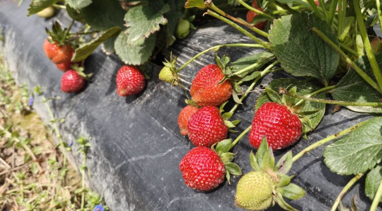 Mersin’de açıkta çilek hasadı başladı: İç pazarda kilogramı 65 ile 75 TL arasında