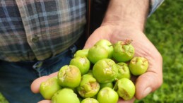 Dolu afeti sonrası hasar tespit çalışmalarına başlandı