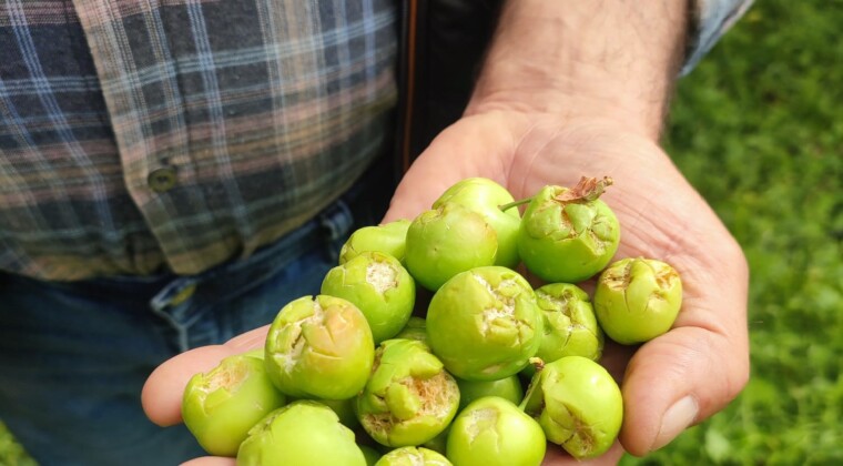 Dolu afeti sonrası hasar tespit çalışmalarına başlandı
