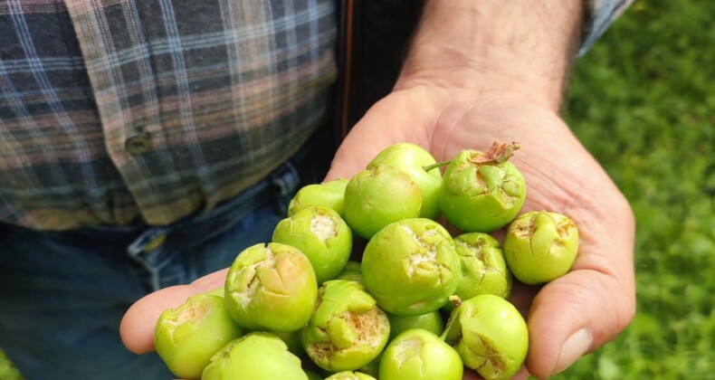 Dolu afeti sonrası hasar tespit çalışmalarına başlandı