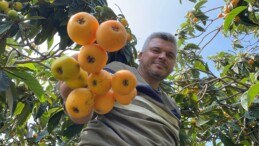 ‘Sarı altın’ yenidünyada hasat başladı: İç pazara 50-100 TL’ye, dış pazara 4 dolara gönderiliyor