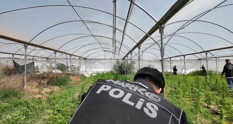 Mersin’de seraya baskın: Binlerce kök Hint keneviri ele geçirildi
