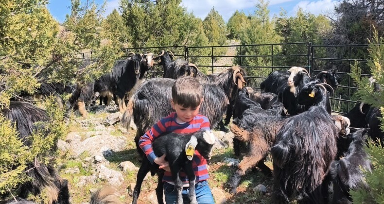 Toroslar’da Yörük göçü başladı: Sarıkeçililer yayla yolunda