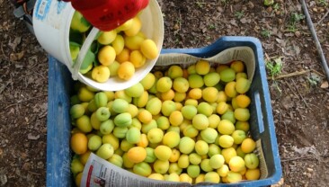 Örtü altında turfanda kayısı hasadı başladı