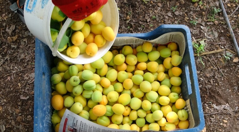 Örtü altında turfanda kayısı hasadı başladı