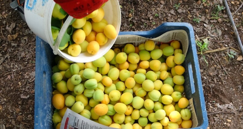 Örtü altında turfanda kayısı hasadı başladı