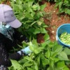 TURFANDA ‘SARIKIZ’ HASADI BAŞLADI: KİLOSU 100 TL’DEN ALICI BULDU