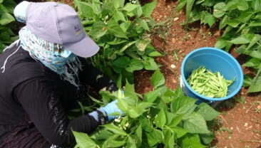 TURFANDA ‘SARIKIZ’ HASADI BAŞLADI: KİLOSU 100 TL’DEN ALICI BULDU