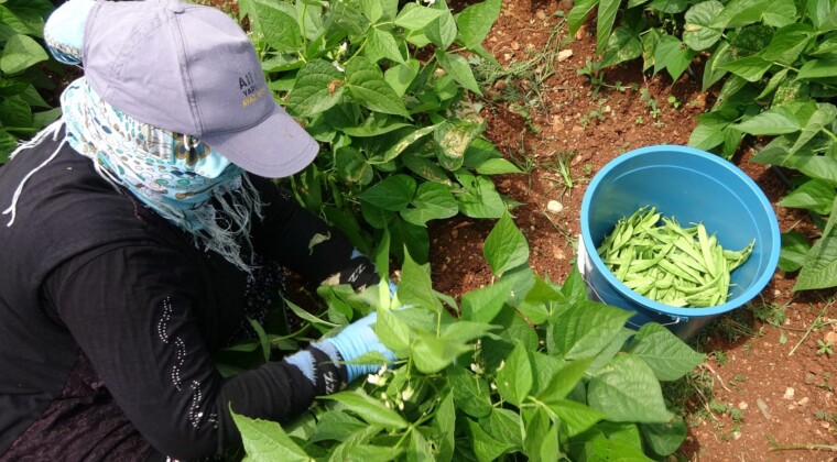 TURFANDA ‘SARIKIZ’ HASADI BAŞLADI: KİLOSU 100 TL’DEN ALICI BULDU