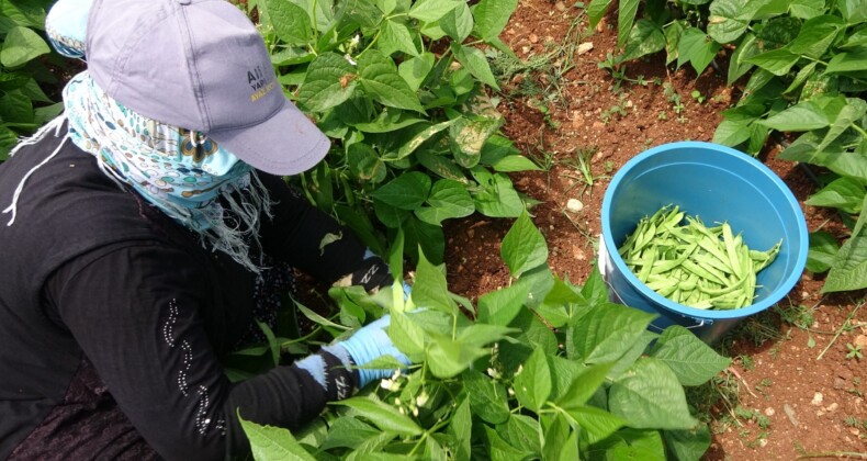 TURFANDA ‘SARIKIZ’ HASADI BAŞLADI: KİLOSU 100 TL’DEN ALICI BULDU